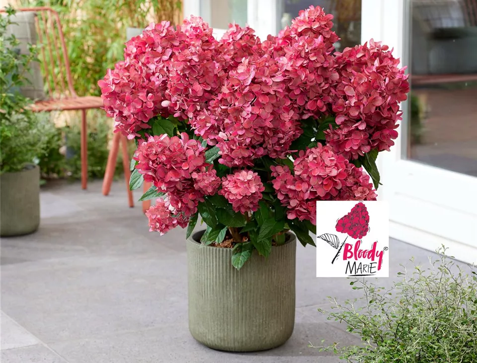 Hydrangea pan. Bloody Marie voor website.jpg